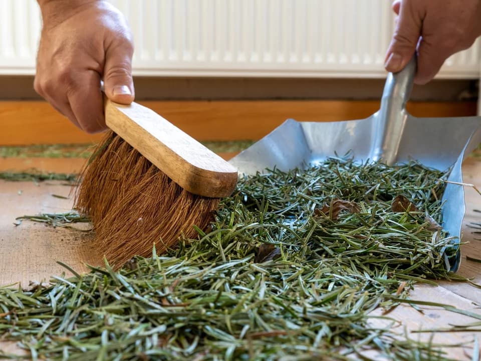 120cm - CHOINKA NA PNIU SOSNA DIAMENTOWA "Snow Pearl"